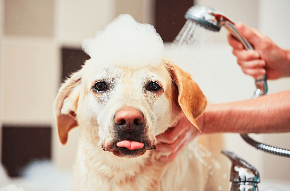 Köpek Bakımında Şampuan Kullanımı