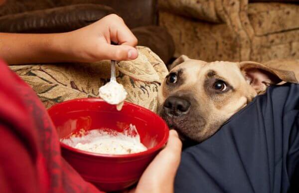 Köpeklere Zararlı Olan Gıdalar Nelerdir?