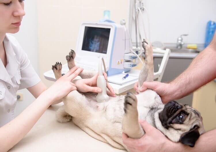 köpek-ultrason