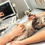 Kedi Ve Köpeklerde Ultrason