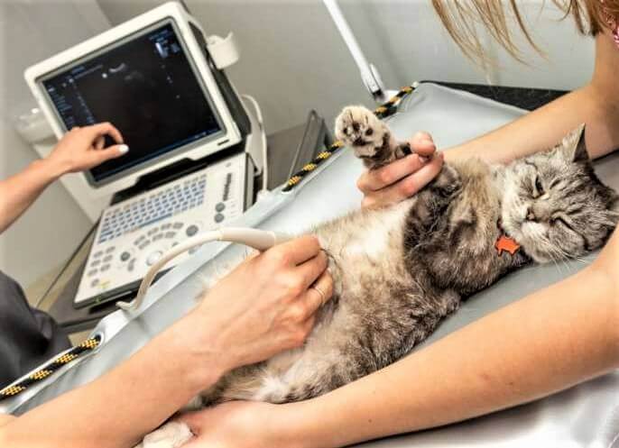 kedi-ultrason