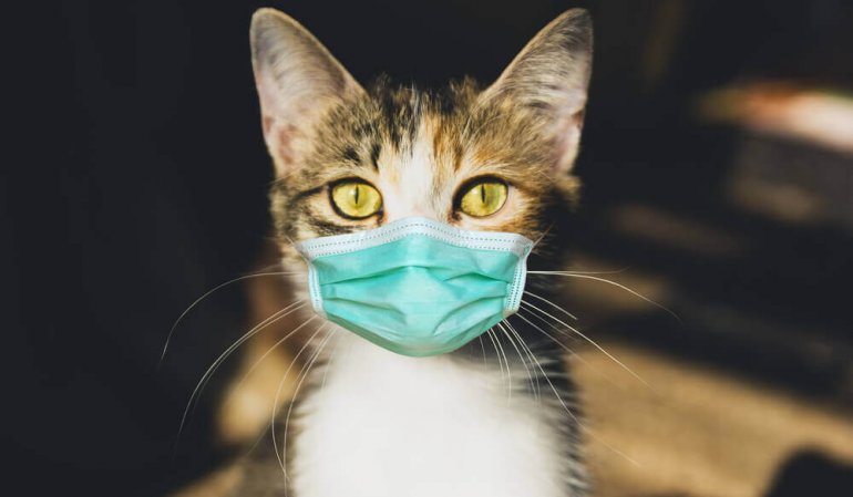kedilerde fip korona virüs hastalığı