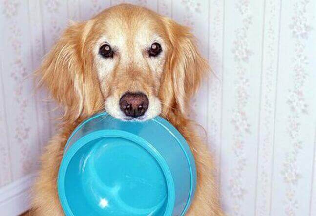 köpekler için yararlı yiyecekler