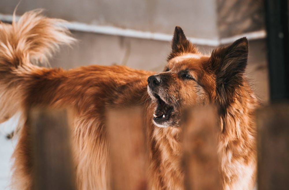 Köpekler Neden Ulur?