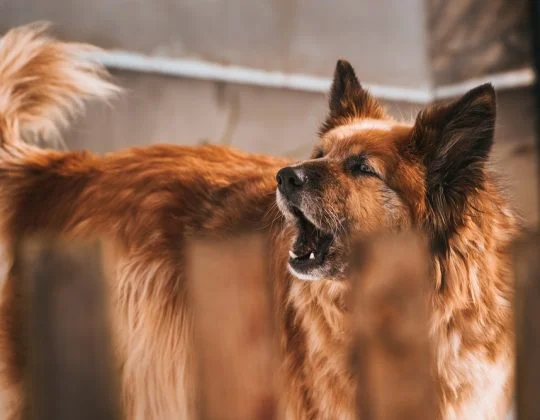 Köpekler Neden Ulur?