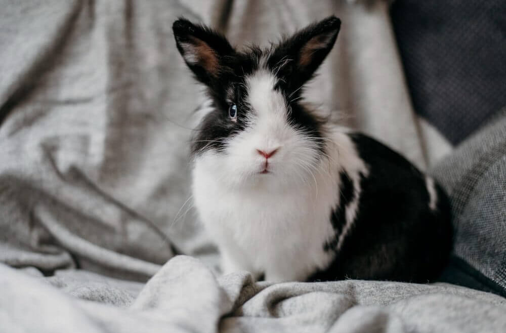 Tavşanların Bakımı Nasıl Yapılır?