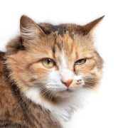 Kedilerin Göz İltihabı Evde Nasıl Tedavi Edilir?