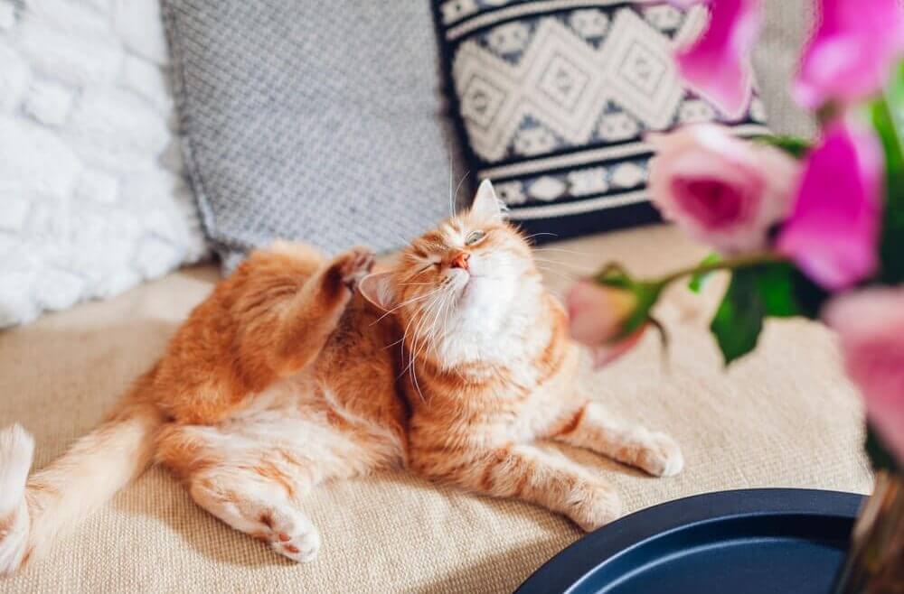 Kedilerde Kaşıntı Neden Olur?