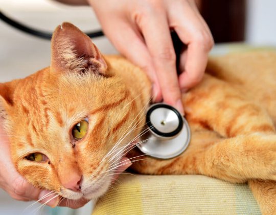Kedi Gençlik Hastalığı (Panlökopeni) Nedir ve Nasıl Tedavi Edilir?
