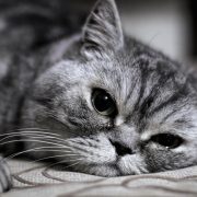 Kediler Neden Ağlar?